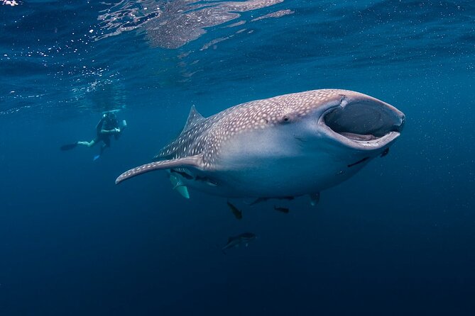 BEST OF CEBU:Oslob Whaleshark Encounter w Sandbar & Tumalog Falls - A 4:00 am start for Cebu’s sea-and-falls combo