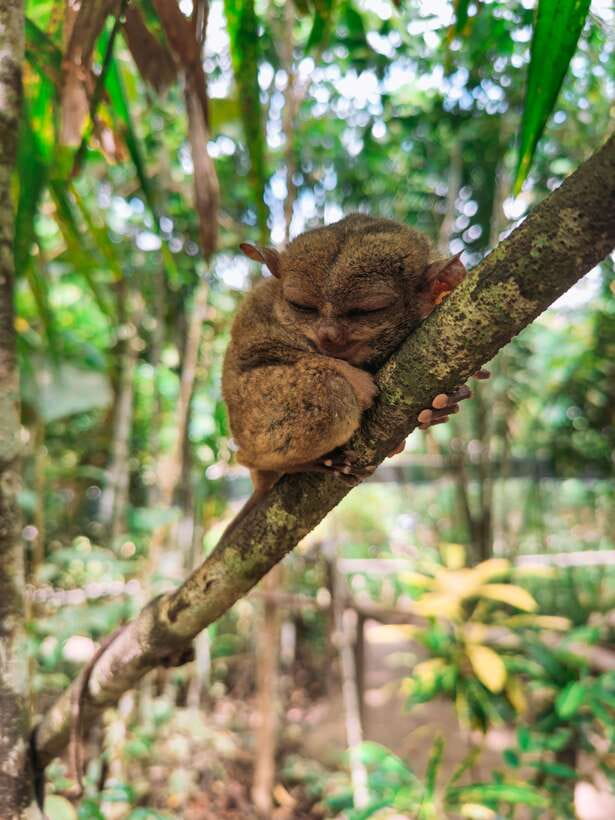 Bohol Countryside Day Tour w Lunch at Loboc River From Cebu - Loboc River Cruise With Lunch: The Slower Moment You’ll Actually Enjoy