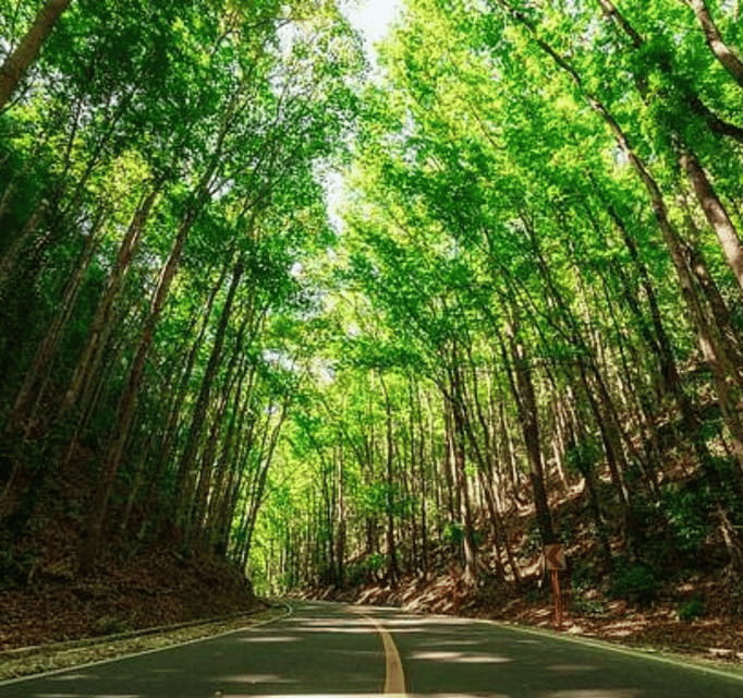 Bohol Day Tour From Cebu City or Mactan (Private Tour) - Morning Pickup: Start Times That Shape the Whole Day