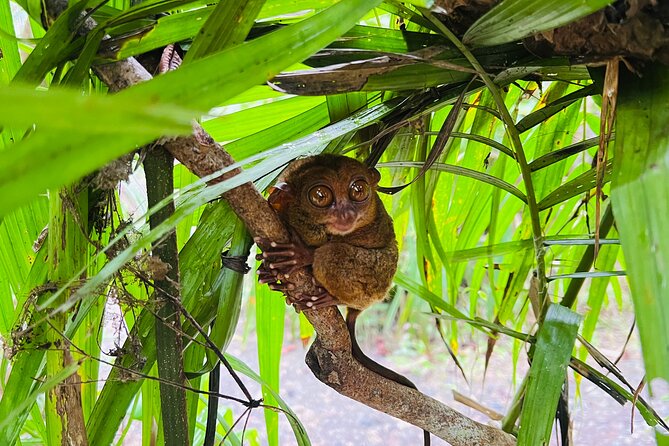 Bohol Day Tour with Round-Trip Transfers from Cebu - How the Cebu-to-Bohol day trip stays easy (even though it’s long)