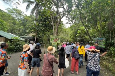 Bohol Day Tour with Round-Trip Transfers from Cebu - Philippine tarsiers at the sanctuary: small hands, big eyes, real limits