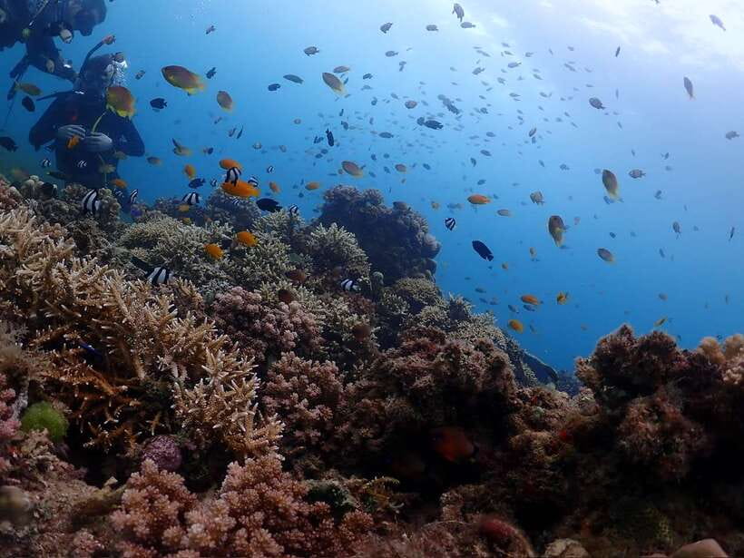 Cebu: Beach Scuba Diving Experience - Safety rules you’ll follow (and the ones that affect your next day)