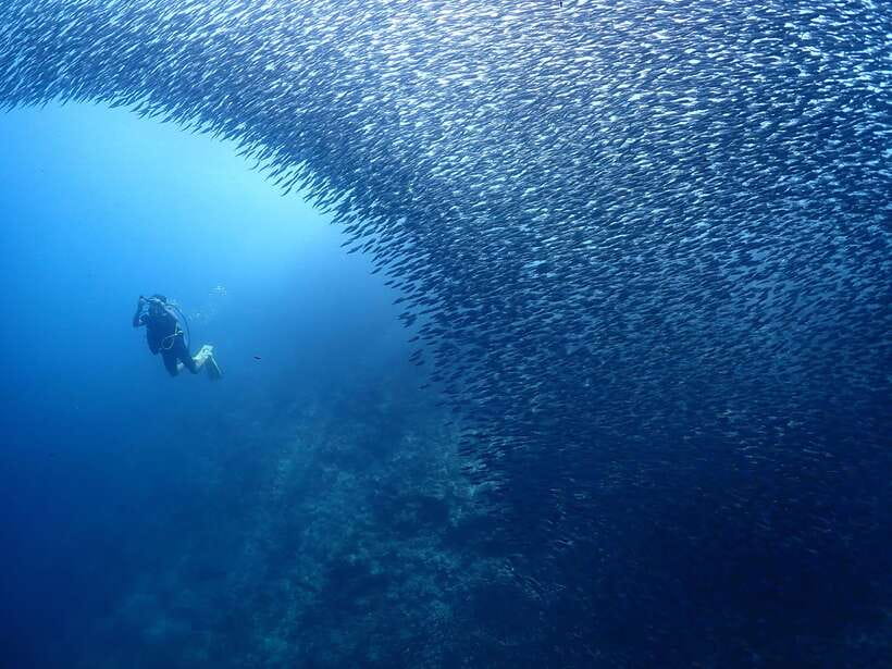 Cebu: Beach Scuba Diving Experience - Included comfort on land: showers, lockers, and real changing space