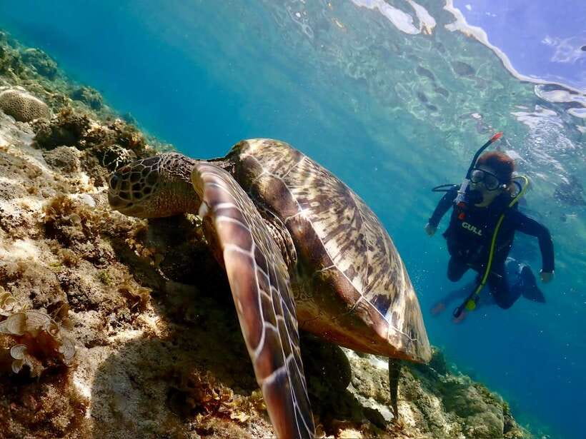 Cebu: Beach Scuba Diving Experience - How the 2-4 hour schedule actually feels in real life