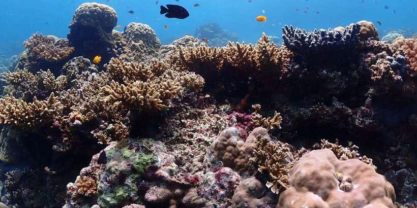 Cebu: Boat Diving Two Dive Tour in Olango Island - Price and value: is $92 a fair deal?