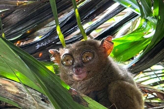 Cebu-Bohol Day Tour + Ferry Tickets - Key highlights you’ll actually feel during the day