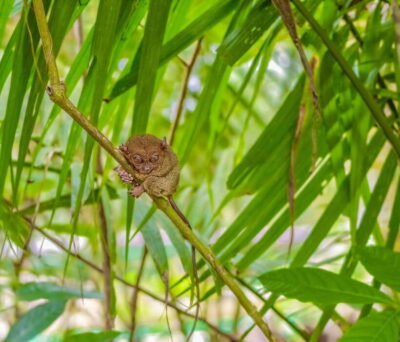 Cebu City: Bohol Countryside Tour with Loboc Cruise Lunch - Blood Compact Shrine and Baclayon Church: History Stops Without the Bloat