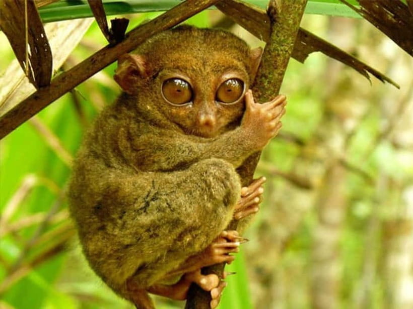 Cebu City: Bohol Countryside Tour with River Cruise Lunch - Key things to know before you go