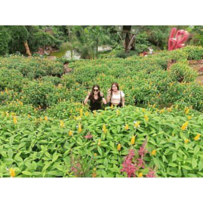 CEBU: City + Mountain Tour - Sirao Flower Garden: Cebu’s Little Amsterdam vibe and photo time