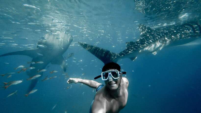 Cebu City: Whale Shark Swimming & Kawasan Falls Canyoneering - Key points before you go