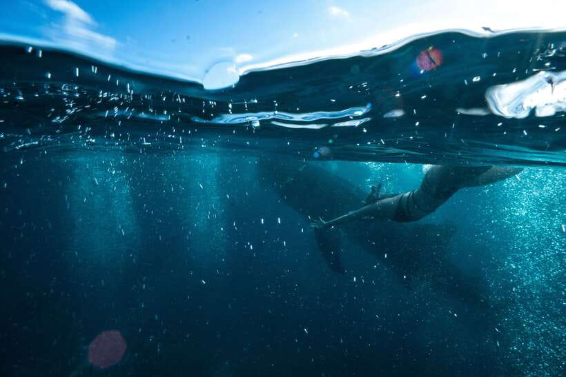 Cebu City: Whale Shark Swimming & Kawasan Falls Canyoneering - A 16-hour hit of ocean awe and cliff adrenaline
