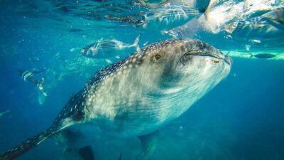 Cebu City: Whale Shark Swimming & Kawasan Falls Canyoneering - Morning pickup and the Oslob start: early, then waiting