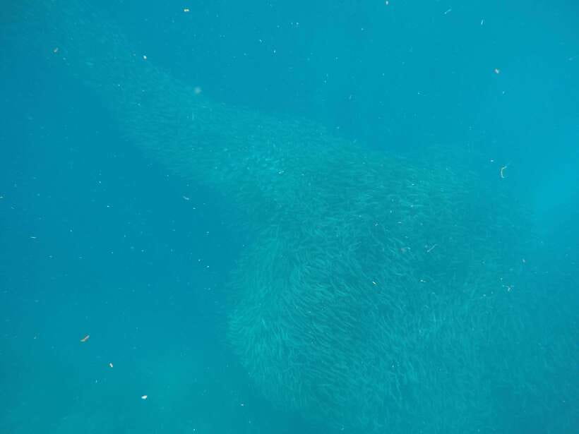 Cebu: Kawasan Canyoneering & Sardines Run and Turtle Chase - Badian lunch stop: the fuel part of the story