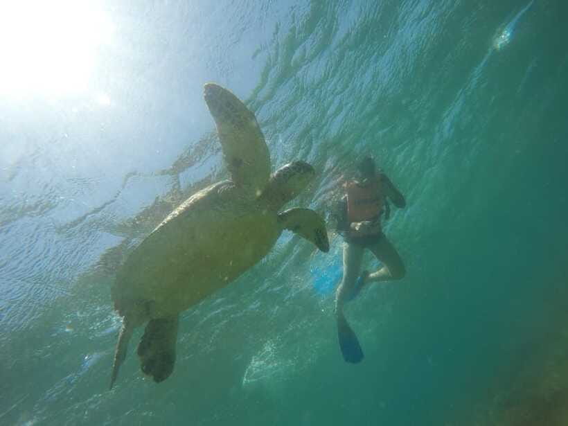 Cebu: Kawasan Canyoneering & Sardines Run and Turtle Chase - Who this tour suits best (and who should skip it)