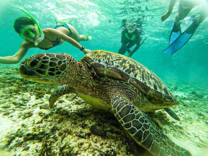 Cebu: Kawasan Canyoning, Moalboal Snorkeling, & Turtles Tour - Who this tour fits best (and who should choose something else)