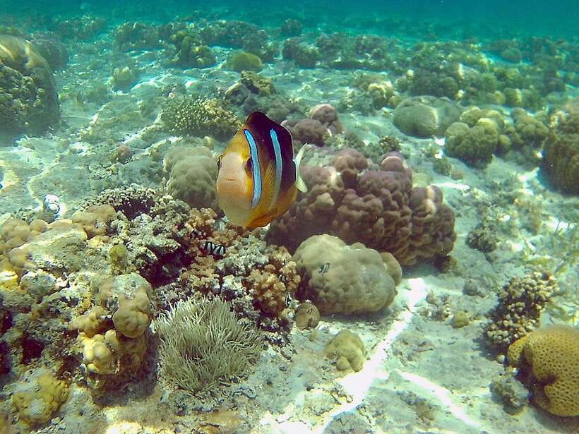 Cebu: Mactan Island Hopping Boat Tour with Lunch - Nalusuan Island sandbar snorkeling and the best kind of beach strolling