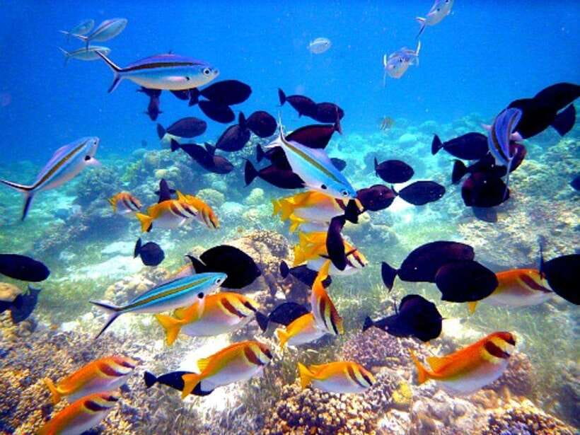 Cebu: Mactan Island Hopping Boat Tour with Lunch - Price and value: what $125 buys you in real terms