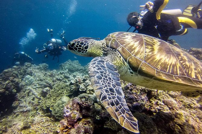 Cebu Moalboal Beach, Sardine Run, Sea Turtle Viewing + Canyoneering Tour - The Value of a One-Day Moalboal Plan From Cebu