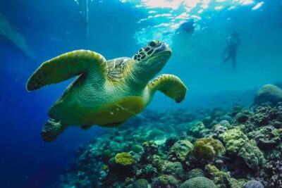 Cebu: Moalboal Island Hopping and Mantayupan Falls Day Trip - Turtle Point Sea Turtles: The Calm Swim Moment