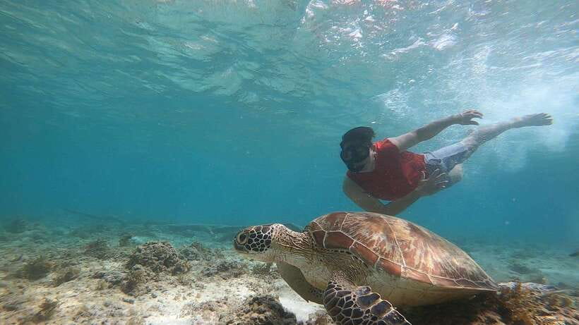 Cebu: Moalboal Island Hopping & Kawasan Falls Adventure - Key highlights to know before you go