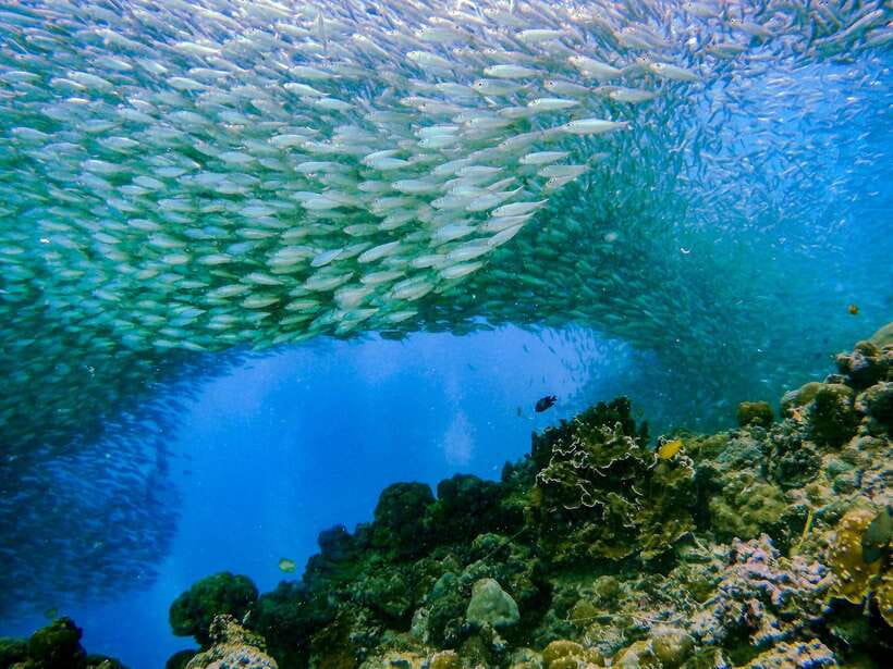 Cebu: Moalboal Sardines and Turtles Snorkeling Tour - Key things I’d circle on your plan