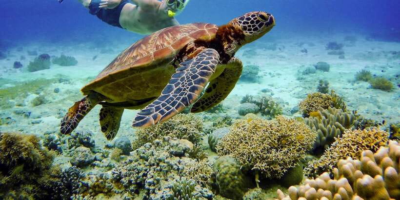 Cebu: Moalboal Sardines and Turtles Snorkeling Tour - Breakfast, Lunch, and the Food Gap: Plan Your Energy Like a Pro
