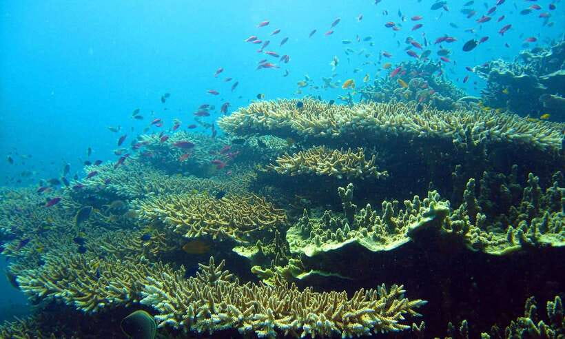 Cebu: Moalboal Sardines and Turtles Snorkeling Tour - Timing and Transfers: Why the Ride Matters More Than You Think
