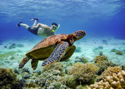 Cebu: Moalboal Sardines & Turtle Snorkeling and Canyoneering - Sea turtle snorkeling: how to enjoy them without being a problem