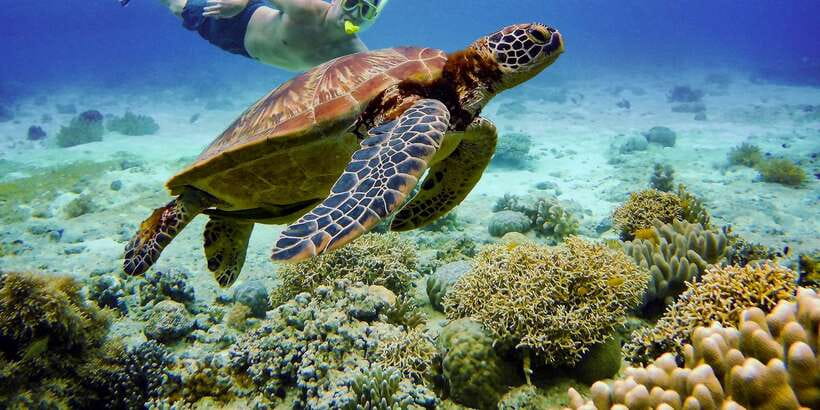 Cebu: Moalboal Sardines & Turtle Snorkeling and Canyoneering - What you’re paying $150 for (and what costs extra)