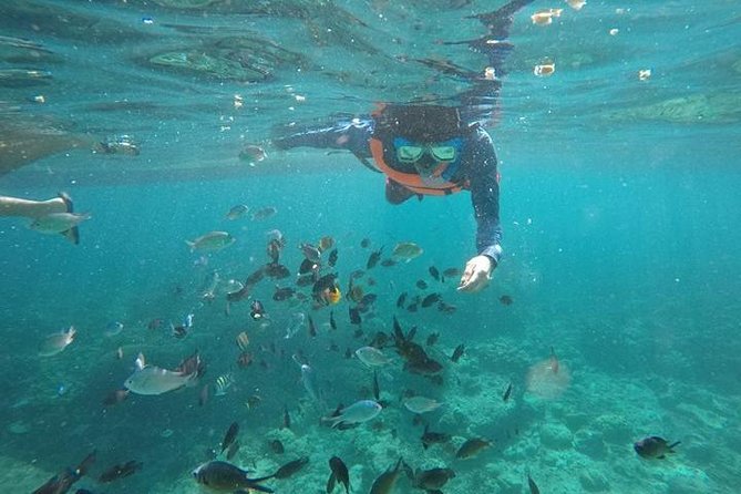 Cebu: Moalboal Sardines, Turtle Snorkeling & Kawasan Canyoneering - Moalboal Sardines: Why the Shoreline Feels Like a Moving Wall of Fish