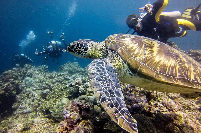 Cebu: Moalboal Sardines, Turtle Snorkeling & Kawasan Canyoneering - Kawasan Canyoneering in Badian: The Waterfall Finale You Earn