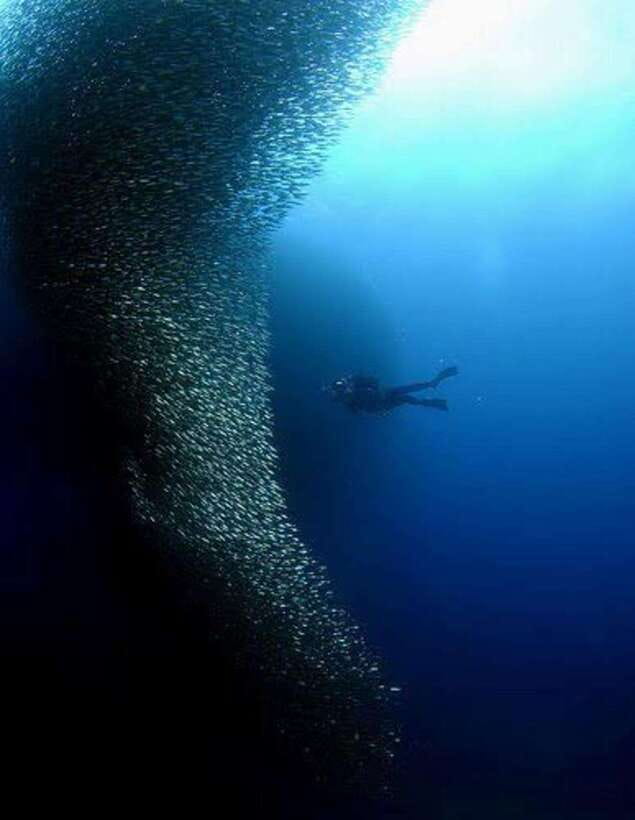 Cebu: Moalboal Scuba Diving, Sardines Run & Pescador Snorkel - Quick hits before you go