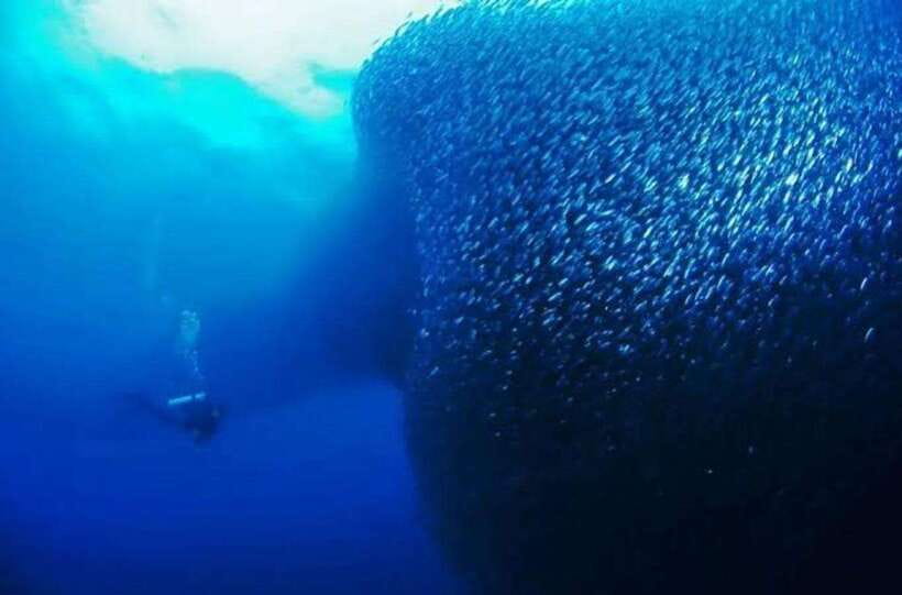 Cebu: Moalboal Scuba Diving, Sardines Run & Pescador Snorkel - The 8-hour flow: pickup, Moalboal time, then the island break