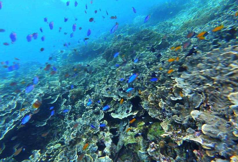 Cebu: Moalboal Scuba Diving, Sardines Run & Pescador Snorkel - Safety check: seasickness, medical limits, and what to ask before entry