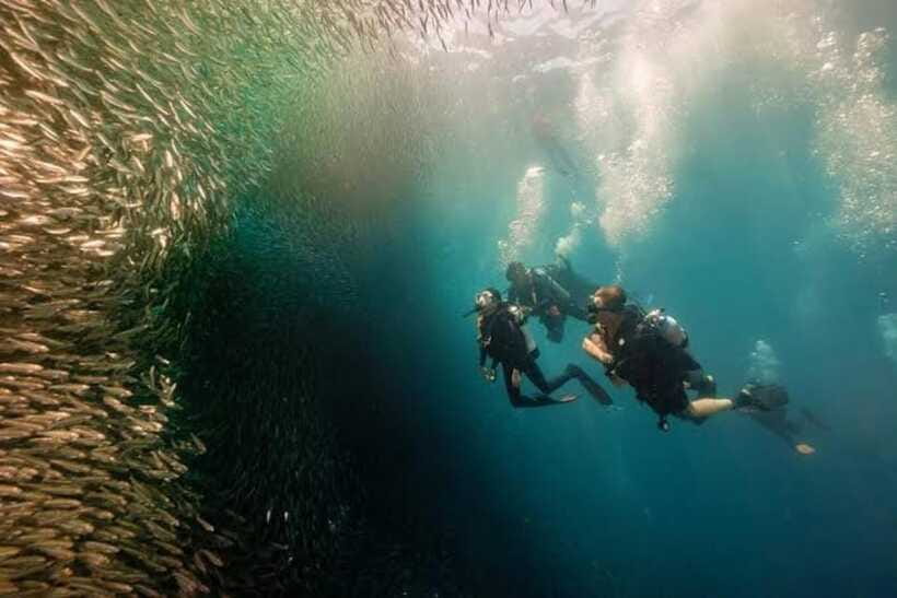 Cebu: Moalboal Scuba Diving, Sardines Run & Pescador Snorkel - Should you book this Moalboal + Pescador day?
