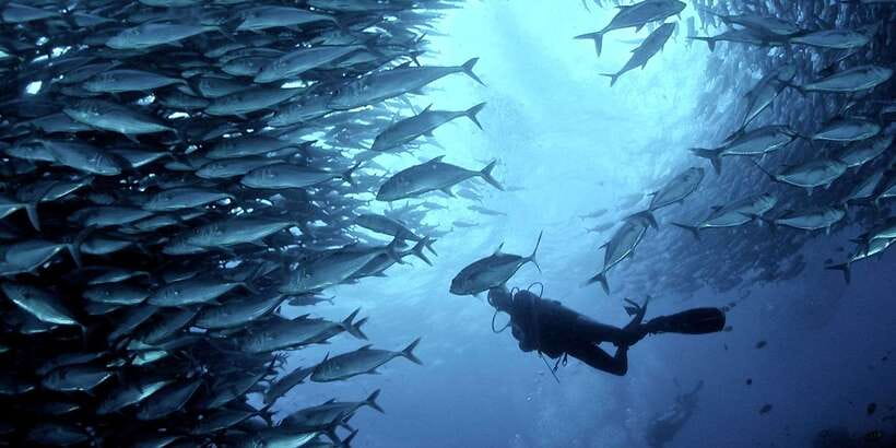 Cebu: Moalboal Scuba Diving with Sardines and Turtle Snorkel - Moalboal Sardine Run at Panagsama: why this spot feels unreal