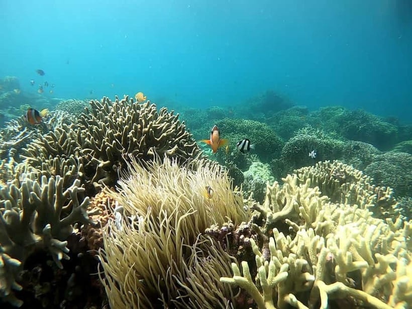 Cebu: Moalboal Snorkeling, Mantayupan Falls & ATV Adventure - Carcar lunch and the rhythm of a 10–12 hour day