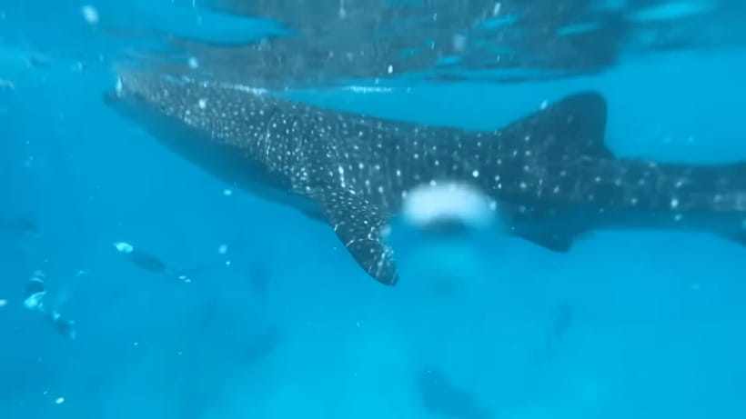 Cebu: Oslob Whale Shark and Moalboal Snorkeling Tour - Oslob whale shark viewing: the 3-hour session and what to expect