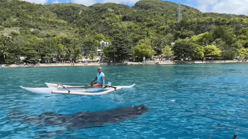 Cebu: Oslob Whale Shark and Moalboal Snorkeling Tour - Moalboal snorkeling: sardines, reefs, and sea turtles in about 1.5 hours