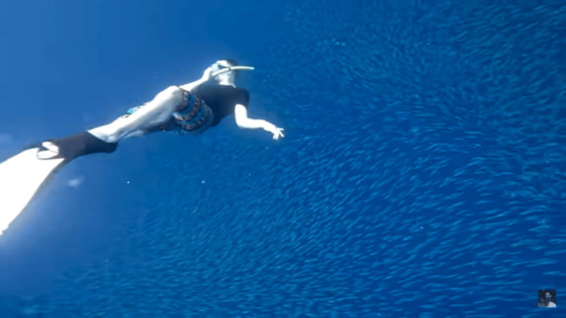 Cebu: Oslob Whale Shark and Moalboal Snorkeling Tour - Price and value: what $117 buys you (and what it doesn’t)
