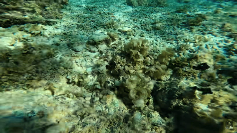Cebu: Oslob Whale Shark and Moalboal Snorkeling Tour - Who should book this Cebu marine tour?