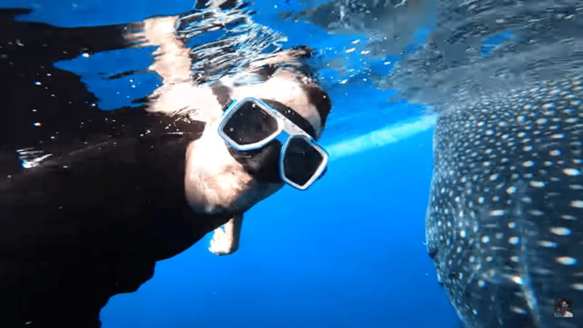 Cebu: Oslob Whale Shark and Moalboal Snorkeling Tour - Should you book the Oslob + Moalboal combo?