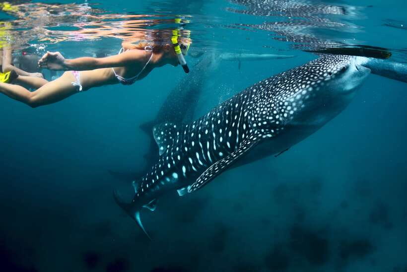 Cebu: Oslob Whale Shark Swimming - Key things that make this tour worth your time