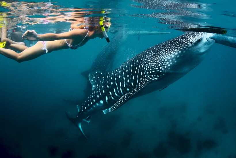 Cebu: Oslob Whale Shark Swimming - Crowds, timing, and the Tumalog waterfalls clue