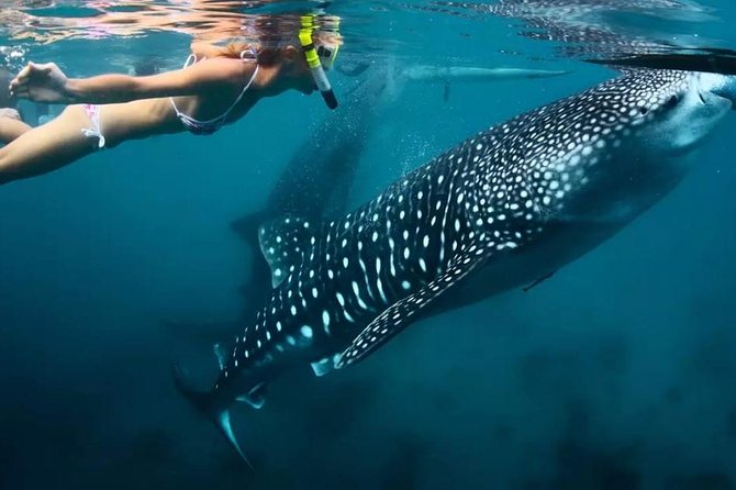 Cebu: Oslob Whale Shark Swimming and Kawasan Falls Canyoneering - Stop 1: Oslob Whale Shark Swimming (30 Minutes, Big Atmosphere)