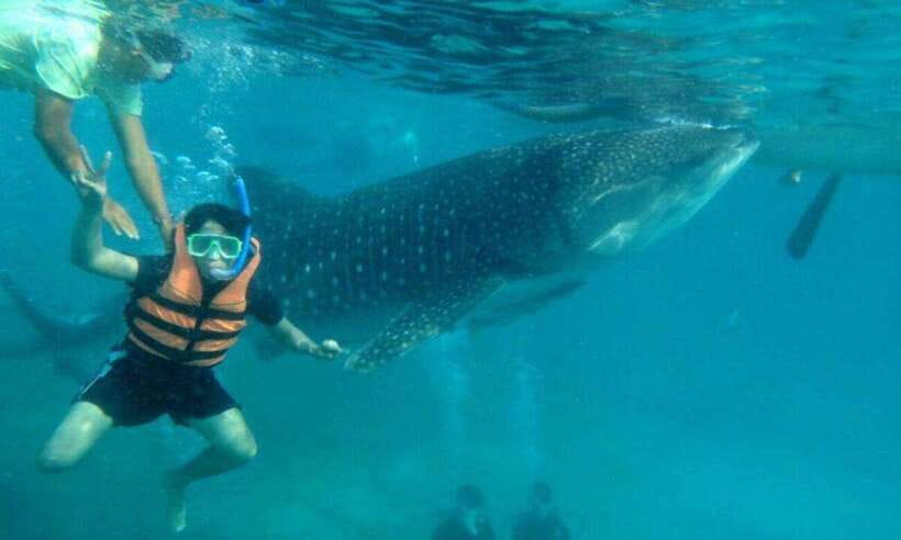 Cebu: Oslob Whale Shark Swimming and Tumalog Falls Tour - Timing, Pickup, and the Reality of a Long Day
