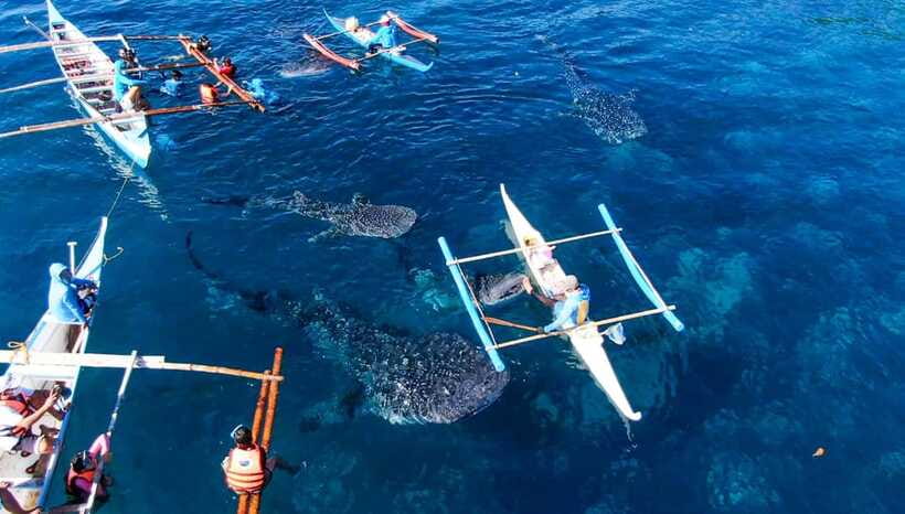 Cebu: Oslob Whale Shark Swimming and Tumalog Falls Tour - What to Bring (and Why It Matters on This Tour)