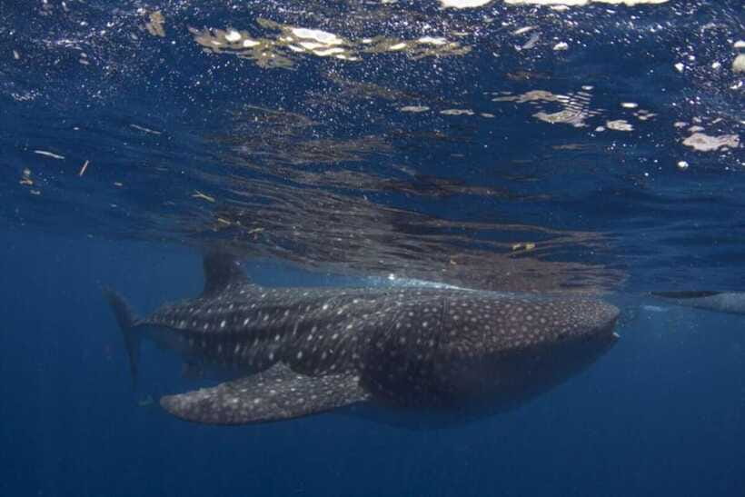 Cebu: Oslob Whale Shark Swimming and Tumalog Falls Tour - FAQ