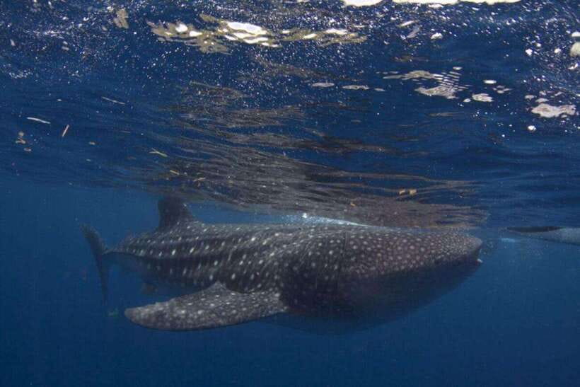 Cebu: Oslob Whale Shark Swimming and Tumalog Falls Tour - Tumalog Falls: A Cooler, Slower Stop After the Rush