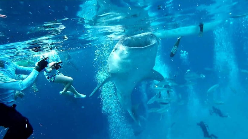 Cebu Oslob: Whale Shark Watching Experience - Key things to know before you go